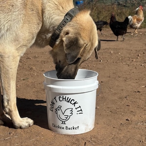 Op de afbeelding: Een witte emmer met de tekst "DON'T CHUCK IT!" en een kippengrafiek. Een grote bruine hond drinkt uit de emmer. Kippen zijn op de achtergrond.