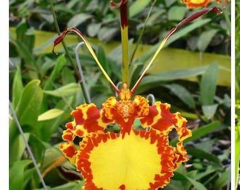 Psy Mendenhall ‘Hildos