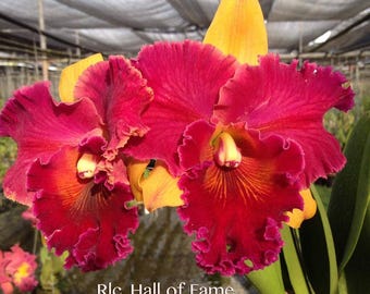 Rlc Nakornchaisri delight O