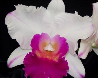 Rlc. Nan Irene Wallis 'Hawái',