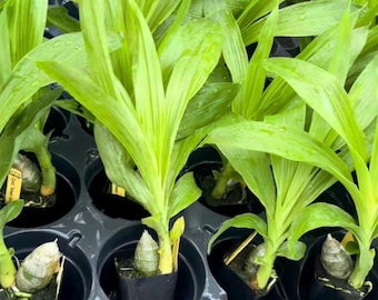 Blooming Size, Cygnodes Taiwan Gold 'Orange'