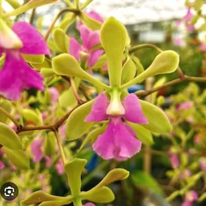 エピ。セリーナ・オニール 'ボルケーノ・クイーン' (4インチポット)