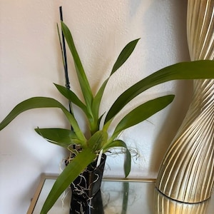 May include: A potted orchid plant with long, green leaves and visible roots. The plant is in a black pot, sitting on a mirrored surface. A tall, gold-colored decorative vase is to the right of the plant, against a white wall.