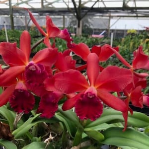 May include: A close-up of several vivid red orchid blooms, showcasing ruffled petal edges and a dark burgundy centre. The flowers are a deep, saturated red, set against green foliage. The image is taken in a greenhouse.