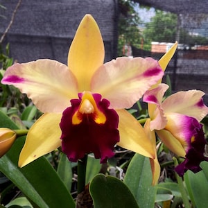 Orchid  - Rlc. Toshie&#39;s Magic &#39;Doris&#39;2&quot; pot inch - Blooming 1-2 yrs