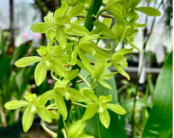 Grammatophyllum Scriptum Var. Citrinum (Vert Alba