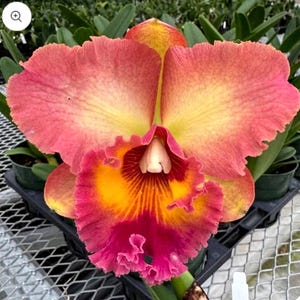 May include: A close-up of a vibrant orchid flower with layered petals. The flower showcases a gradient of colors, including pink, yellow, and orange. The ruffled edges and intricate details of the petals are visible, highlighting the flower's natural beauty.