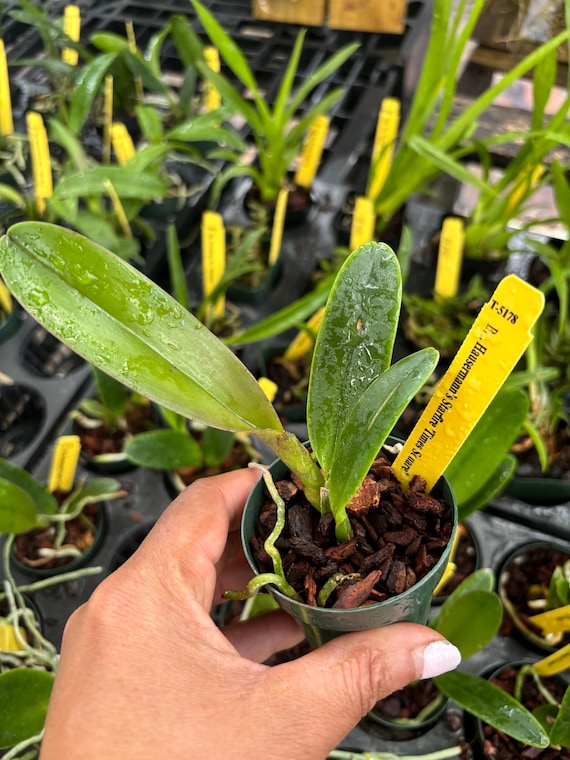 Blc. Hausermann's Starfire 'times Square' - Etsy