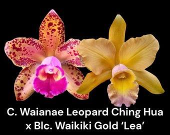 Blc.. Waikiki Gold 'Lea' × C. Waianae Leopard 'Ching Hua' (vaso da 7,6 cm)