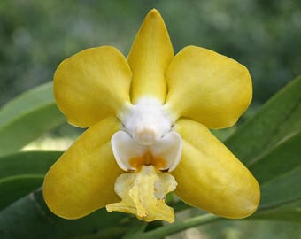 V. denisoniana 'Maui Gold' x self
