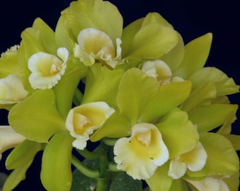 Blc. Hawaiian Passion ‘Carmela’