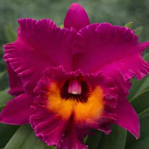 Blc. Hawaiianische Rubin „Paradise“