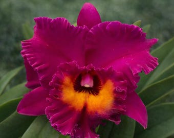Blc. Hawaiian Ruby ‘Paradise’
