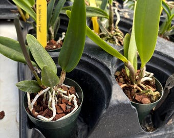 Planta de orquídea Cattleya (Rlc.) Samphran Gold