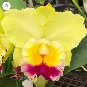 Rlc.シャーリーン・ソー・イー・リュー「ボルケーノ・プリンス」（5.5インチポット） -