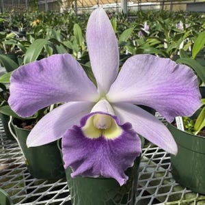 May include: A close-up of a Cattleya orchid with large, lavender petals and a vibrant purple and yellow lip. The flower is in full bloom, showcasing its intricate details. The orchid is potted in a green container, with other plants visible in the background.