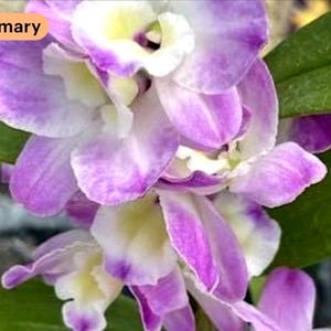 Orchid Den. Yama's Delight x Den. Seifert's Quest "Momilani" (3.5" Pot)