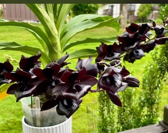 Monn. Millennium Magic 'Witchcraft'