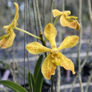 May include: Close-up of a yellow orchid flower with brown spots. The orchid has multiple petals and is in full bloom. The background is blurred, with green leaves and hanging vines visible.