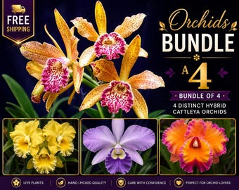 Cattleya Orchid Multipack, 4 Small Live Plants, Each Plant a Distinct Hybrid