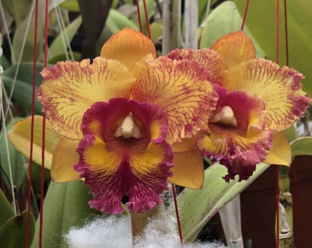 Blc. Hausermann's Starfire 'times Square' - Etsy