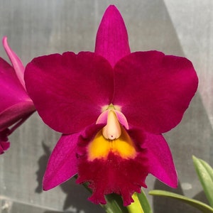May include: A vibrant pink orchid with a yellow and red center. The flower is in full bloom and has a delicate, ruffled texture.