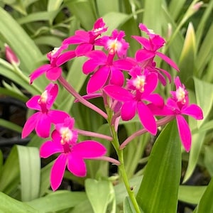 Epidendrum Miracle Valley