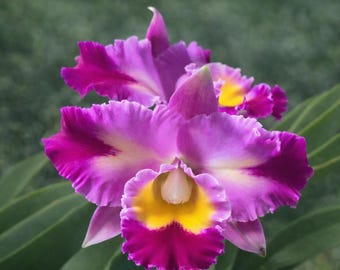Cattleya Rep.Cliff Tsujii 'Hawaii'