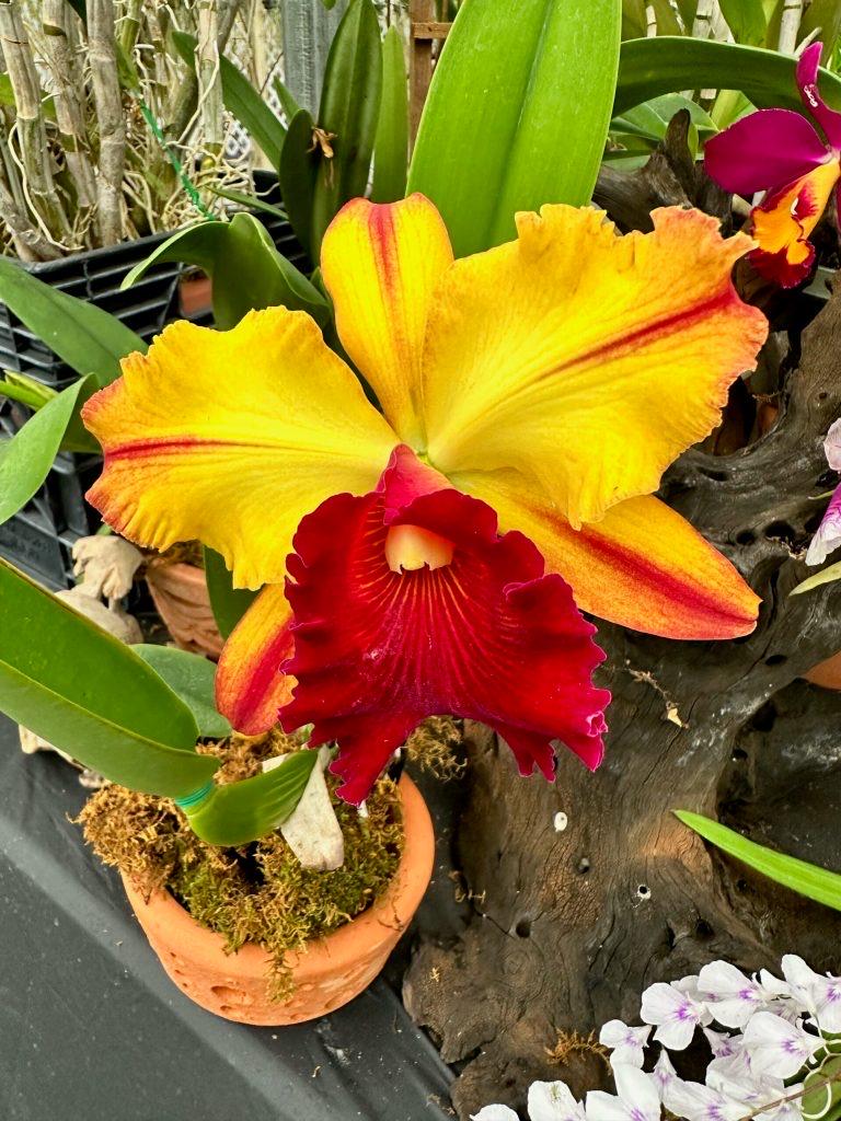 Blc. Toshie Aoki 'pizzaz' - Etsy