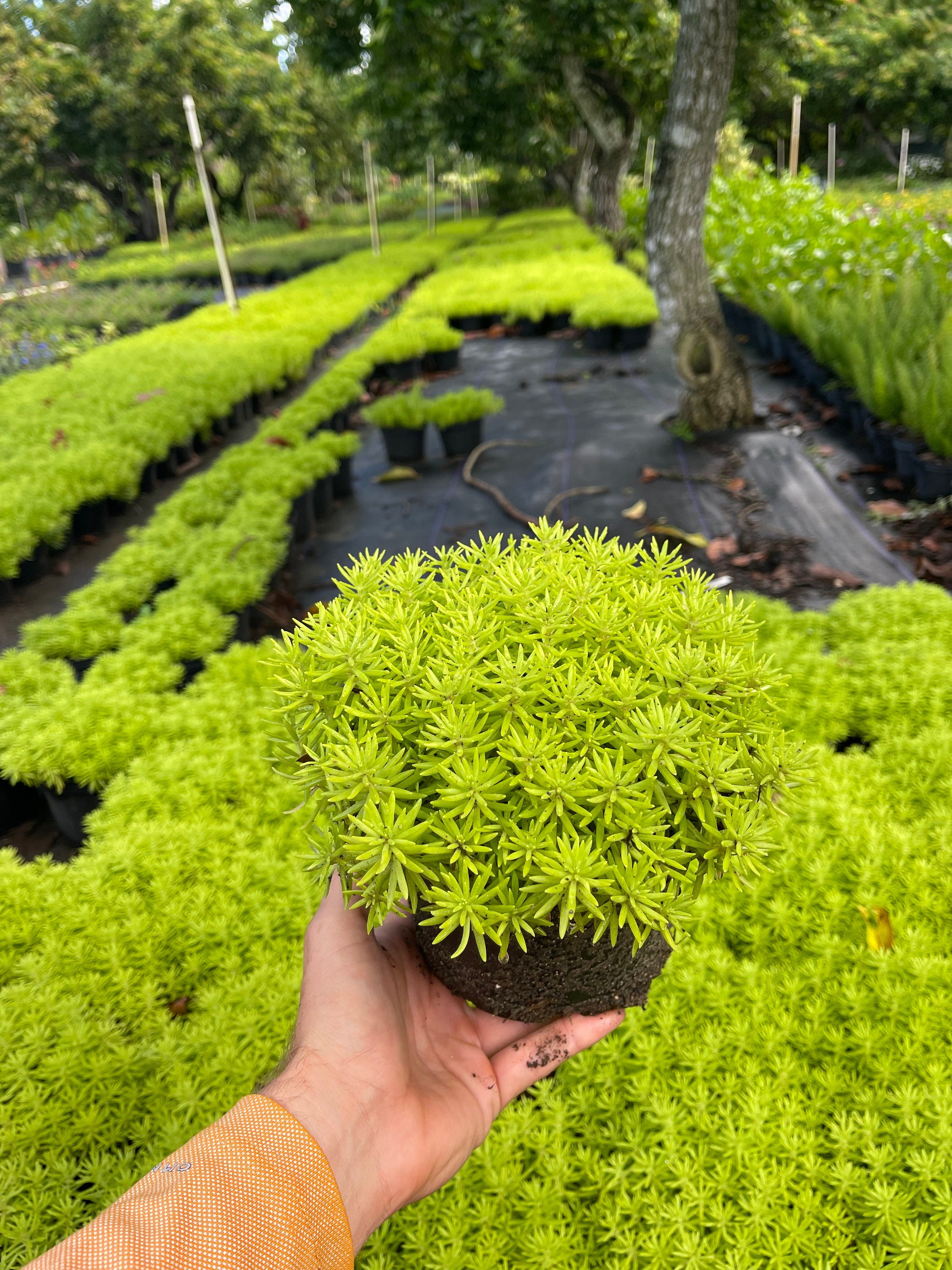Sedum Japonicum 'tokyo Sun', Succulents, Live Plant, Funk Shui - Etsy
