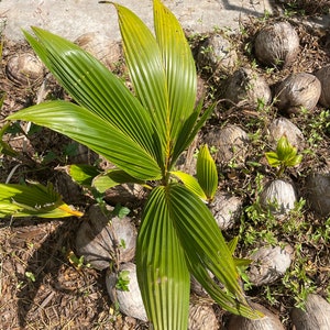 Fiji Island dwarf coconut