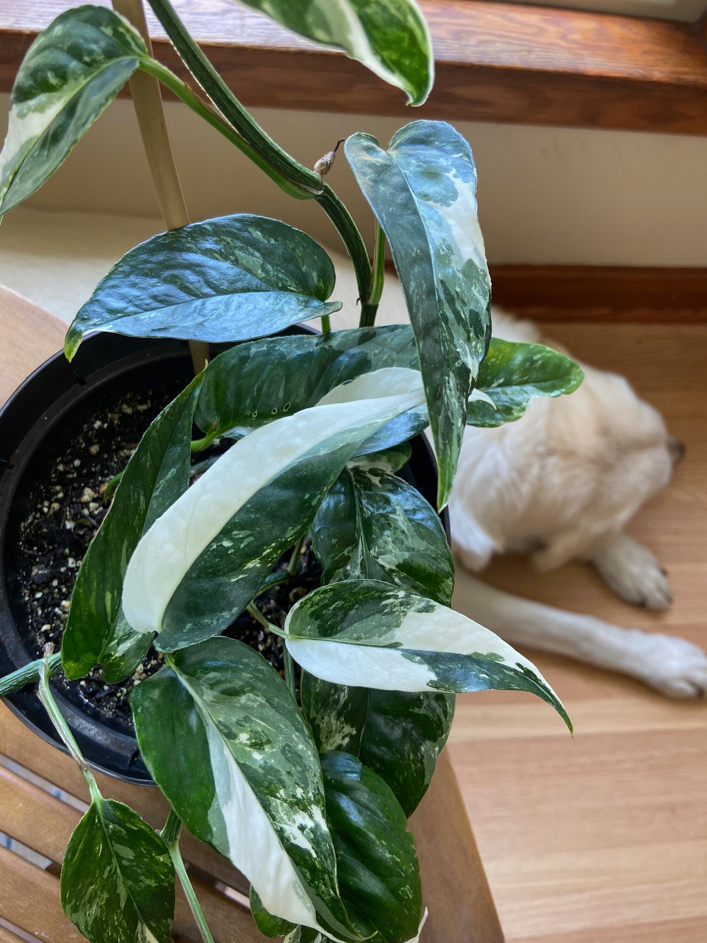 Epipremnum Pinnatum Albo Variegata RARE Variegated Rooted Starter