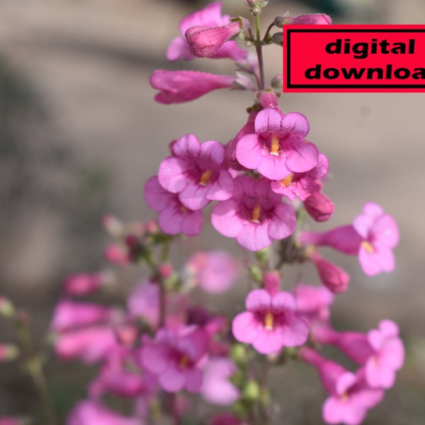 Flower Photo Prints,Flower Photos,Flower Pictures,Downloadable Prints,Instant Download,Photo,Photography,Photography Prints Nature,Purple