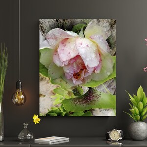 Dewdrops, Rose, Flower, Printable Wall Art, Home Décor, Photo Art, Instant Digital Download, Home & Office Wall Art, Morning Dew, Nature