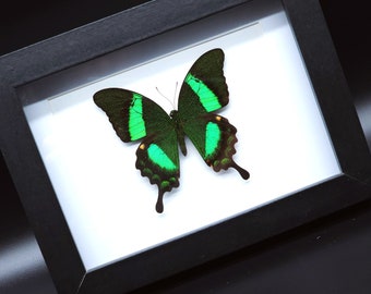Real framed Achillides Palinarus the emerald swallowtail
