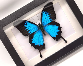Real framed Papilio Ulysses the Mountain Blue butterfly