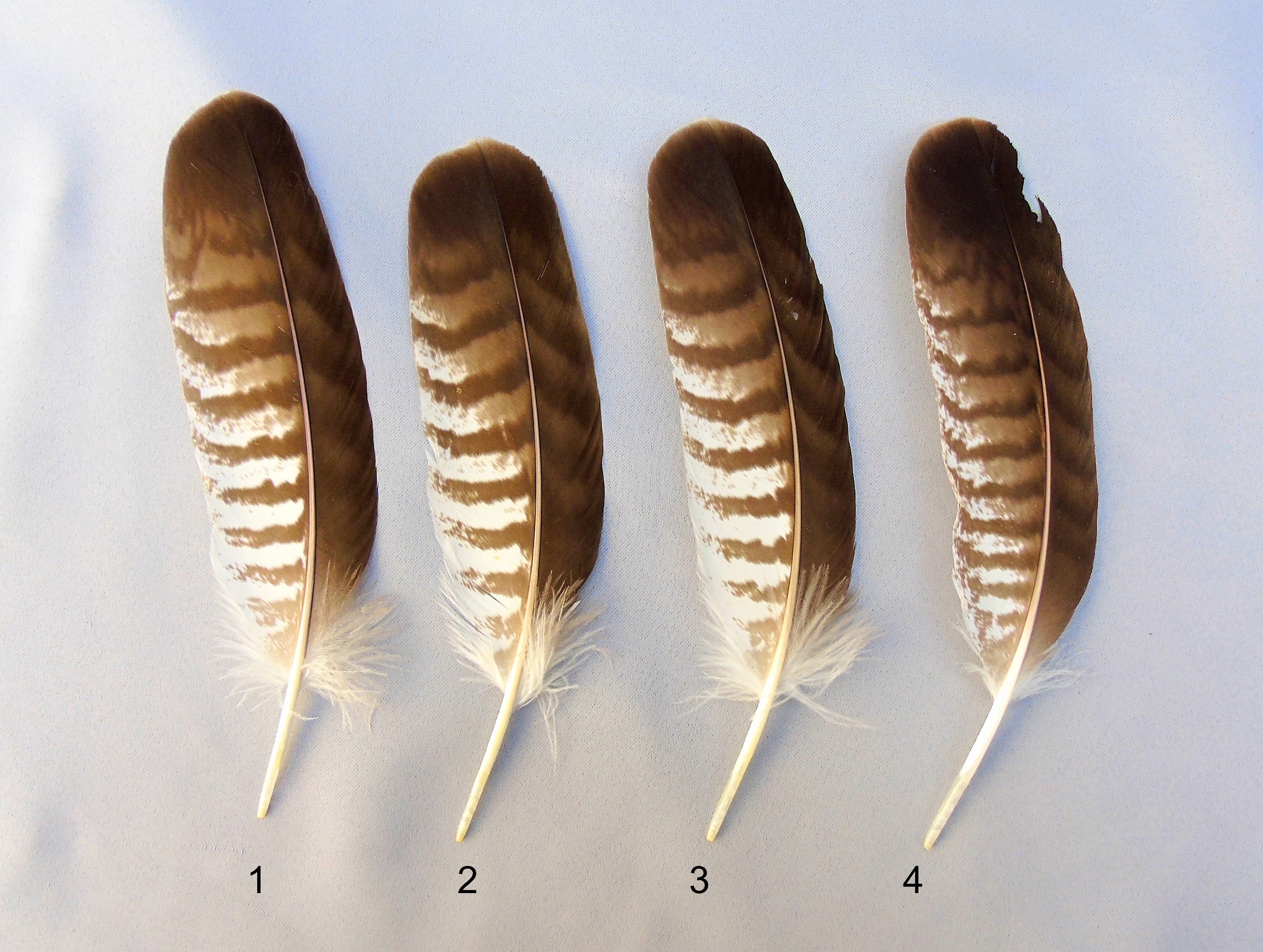 Buzzard Feathers - Etsy UK