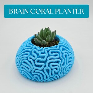 Puede incluir: Una maceta azul claro con forma de cerebro con una planta suculenta. La maceta tiene una superficie detallada y texturizada que imita los pliegues de un cerebro. El texto "BRAIN CORAL PLANTER" se muestra encima de la maceta.