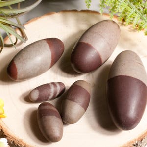 Könnte beinhalten: Eine Sammlung ovaler Shiva Lingam-Steine in verschiedenen Größen, präsentiert auf einer Holzscheibe. Die Steine haben eine hellgraue Basis mit einem dunkelbraunen Band oder einer Kappe. Die Anordnung umfasst Grün und Blumen.
