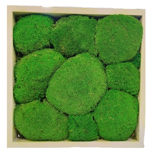 Stabilized Lichen Rectangular Framework Amazing Green with White Frame 37 x 37 cm. Scandinavian Nordic Moss - MossHouse