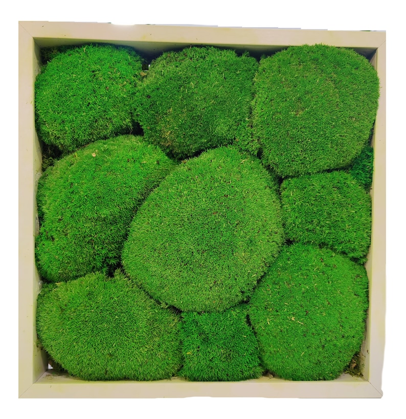 Puede incluir: Una pieza de arte de pared cuadrada con marco blanco que presenta un dise&ntilde;o de musgo verde. El musgo est&aacute; dispuesto en una variedad de formas y tama&ntilde;os, creando una apariencia natural y org&aacute;nica.