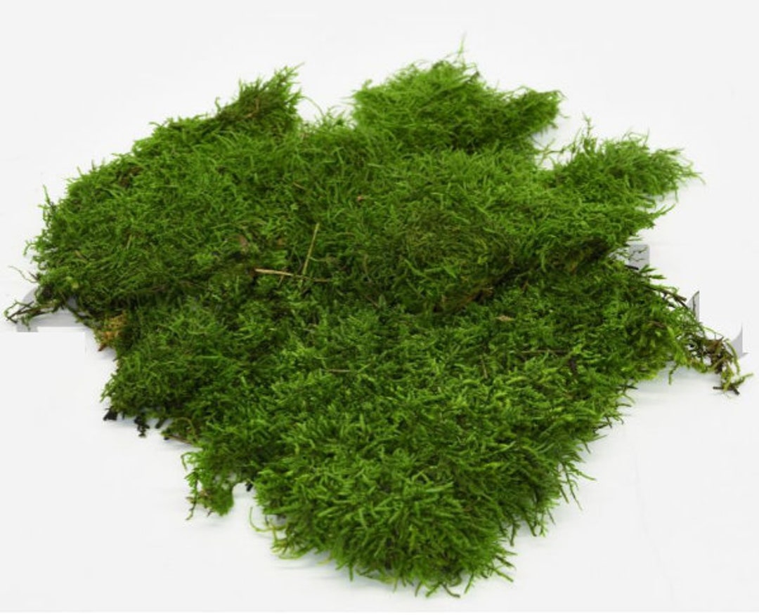 Short Flat Moss Stabilized From 1 to 120 Kg. Nordic - Etsy