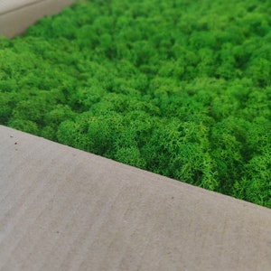 REINDEER MOSS, STABILIZED Lichen, Preserved Moss, Light Green Lichen, Aesthetic Scandinavian Canopy Moss Lichen For Wall, Nature Lover Gift