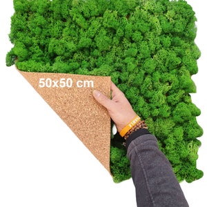 MOSS PANEL, PRESERVED Moss, Reindeer Moss Wall,Handmade Moss Panel,Stabilized Nature Green 50 x 50 Cm Scandinavian Lichen Set,Self Application