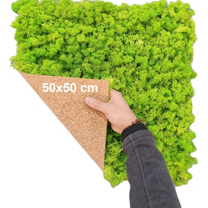 May include: A vibrant green moss panel with a cork backing, measuring 50x50 cm (approximately 19.7 x 19.7 inches). The text "50x50 cm" is visible on the cork. The moss has a textured appearance, suggesting a natural, decorative element.