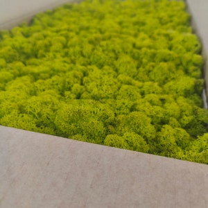 MUSGO DE RENO, LÍQUEN ESTABILIZADO, MUSGO Preservado, LÍQUEN VERDE LIMA, LÍQUEN DE MUSGO ESTÉTICO DE DOSEL ESCANDIEGO PARA MURO, REGALO PARA AMANTE DE LA NATURALEZA