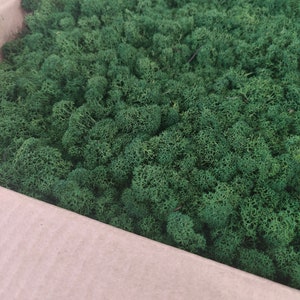 REINDEER MOSS, STABILIZED Lichen, Preserved Moss, Forest Green Lichen, Aesthetic Scandinavian Canopy Moss Lichen For Wall, Nature Lover Gift