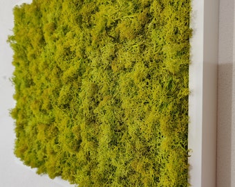 Cuadro rectangular de liquen estabilizado verde lima con marco blanco, 30 x 40 cm. Musgo nórdico escandinavo - MossHouse