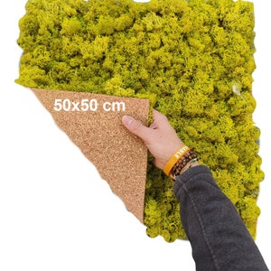 MOSS PANEL, PRESERVED Moss, Reindeer Moss Wall, Handmade Moss Panel, Stabilized Lime Green 50 x 50 Cm Scandinavian Lichen Set,Self Application
