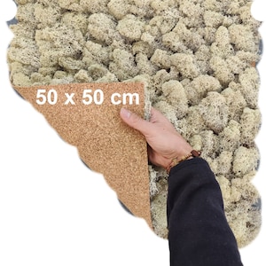 MOSS PANEL, PRESERVED Moss, Reindeer Moss Wall, Handmade Moss Panel, Stabilized Cream 50 x 50 Cm Scandinavian Lichen Set, Self Application
